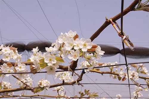 晩春、梨の花が咲きました