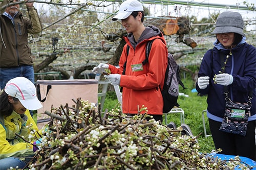 花粉を採取するための花摘み作業 ピンチをチャンスに