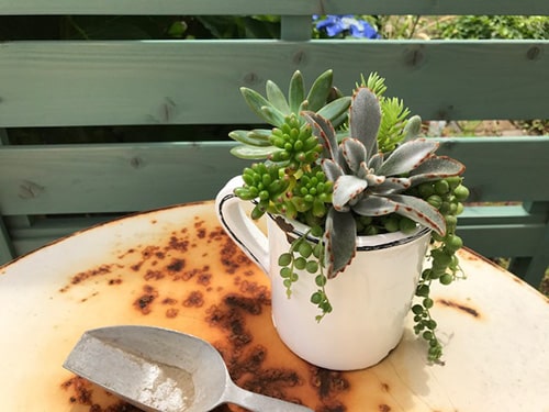 画像：多肉植物と素焼き鉢