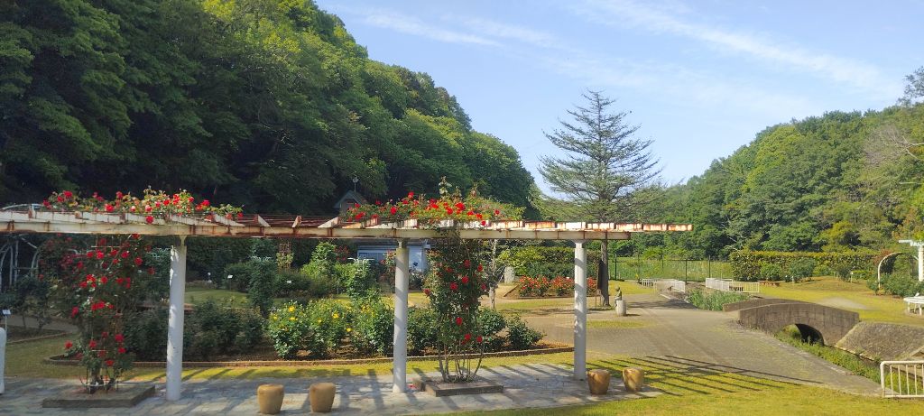 写真：紅の焔（パーゴラのツルバラ）