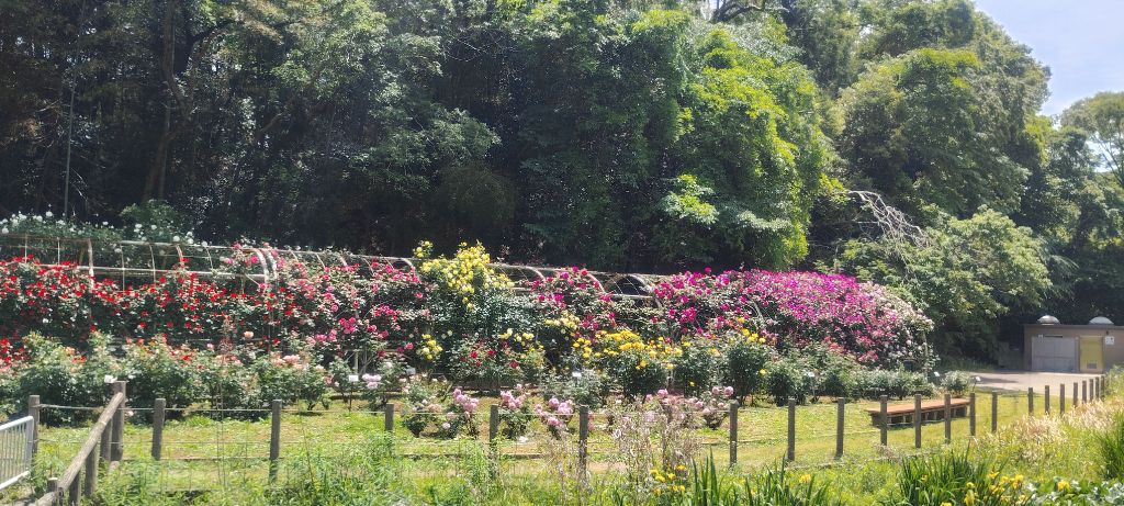 写真：トンネル（ツルバラ）