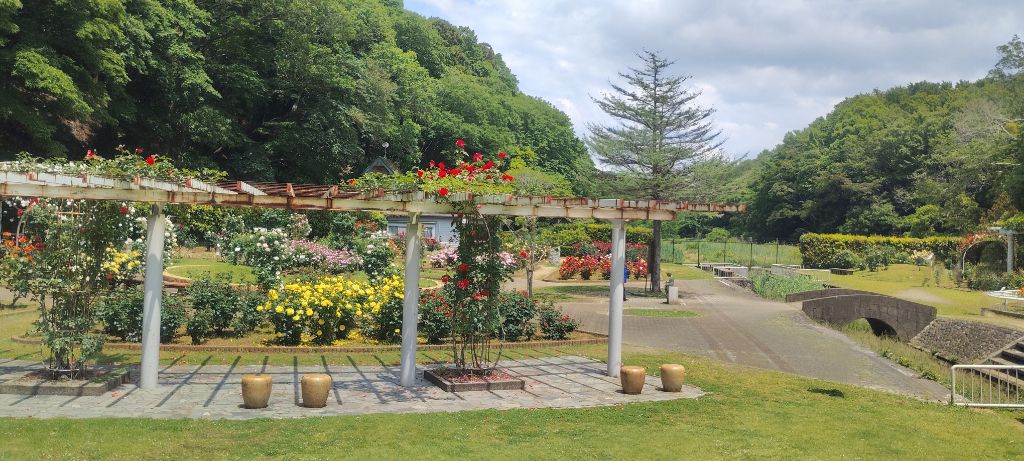 写真：紅の焔（パーゴラのツルバラ）