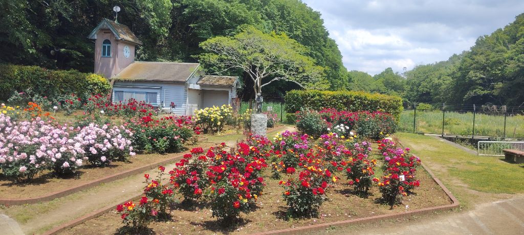 写真：ブライダルピンクとチャールストンの開花状況
