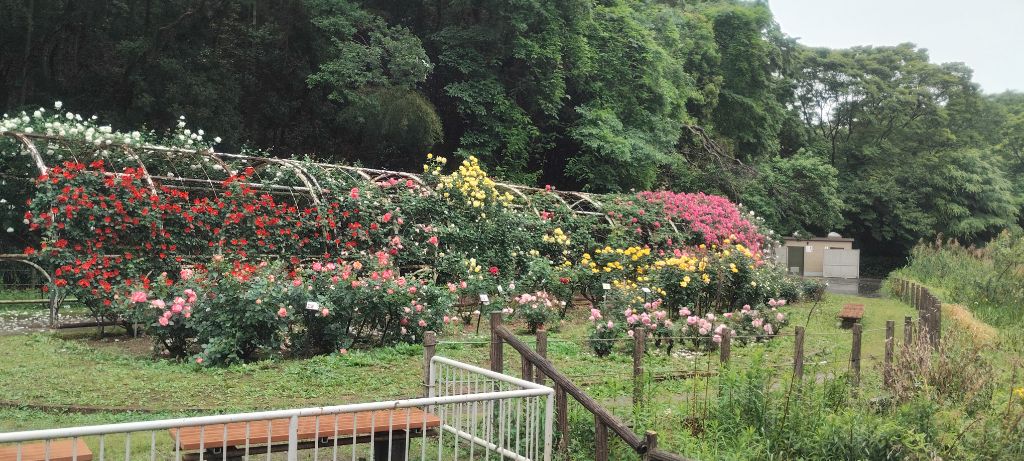 写真:トンネル(ツルバラ)