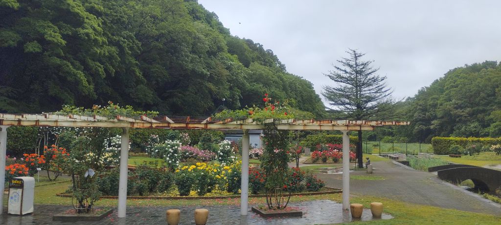 写真:紅の焔(パーゴラのツルバラ)