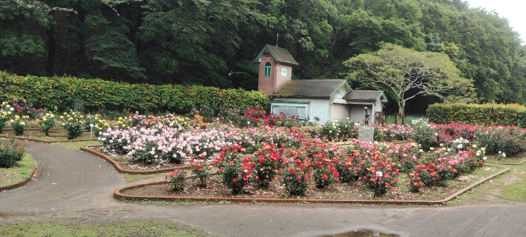 写真:ブライダルピンクとチャールストンの開花状況
