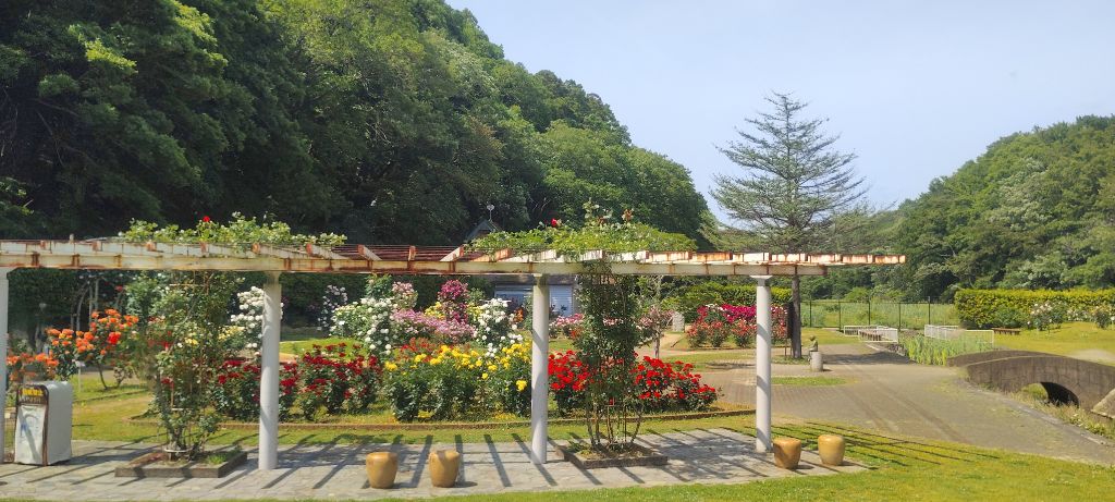 写真：紅の焔（パーゴラのツルバラ）