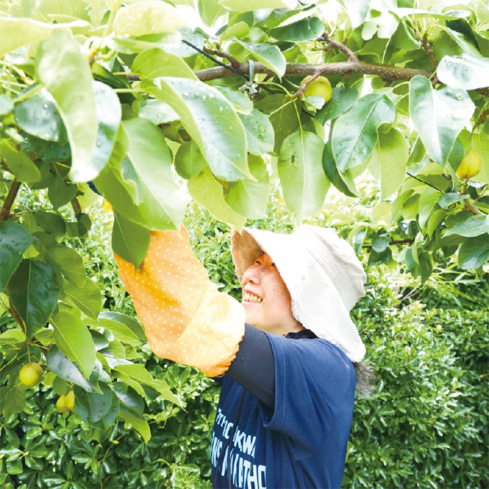 画像：一つひとつの梨に愛情を込めて