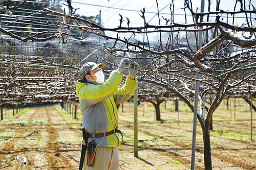 画像：土作り・剪定（せんてい）