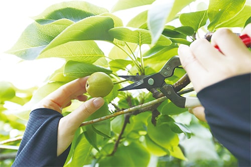 画像：摘果（てきか）