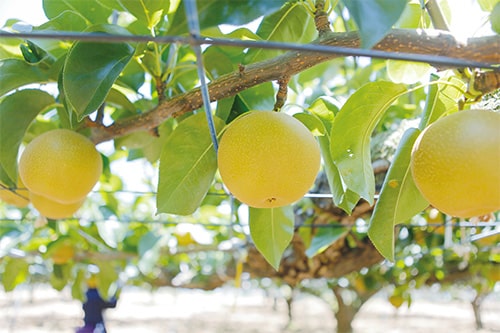 画像：おいしい梨の選び方