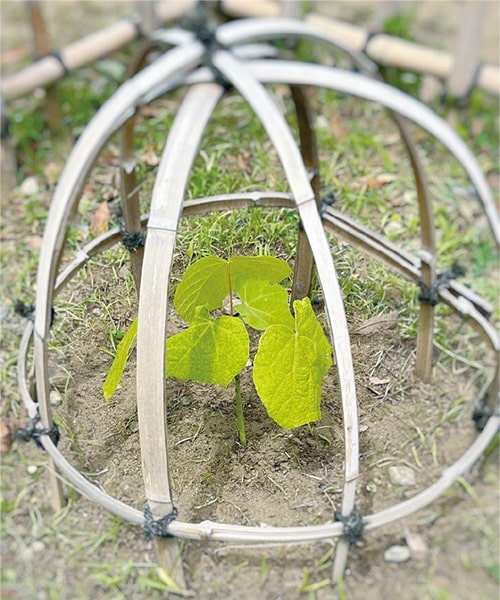 画像：被爆樹木2世（アオギリ）がスクスク成長しています