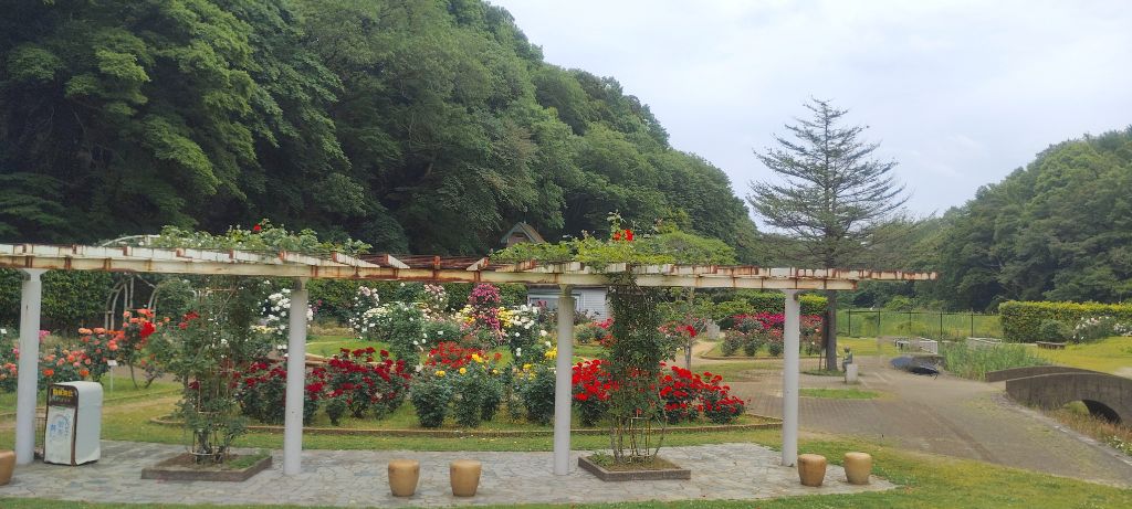 写真：紅の焔（パーゴラのツルバラ）