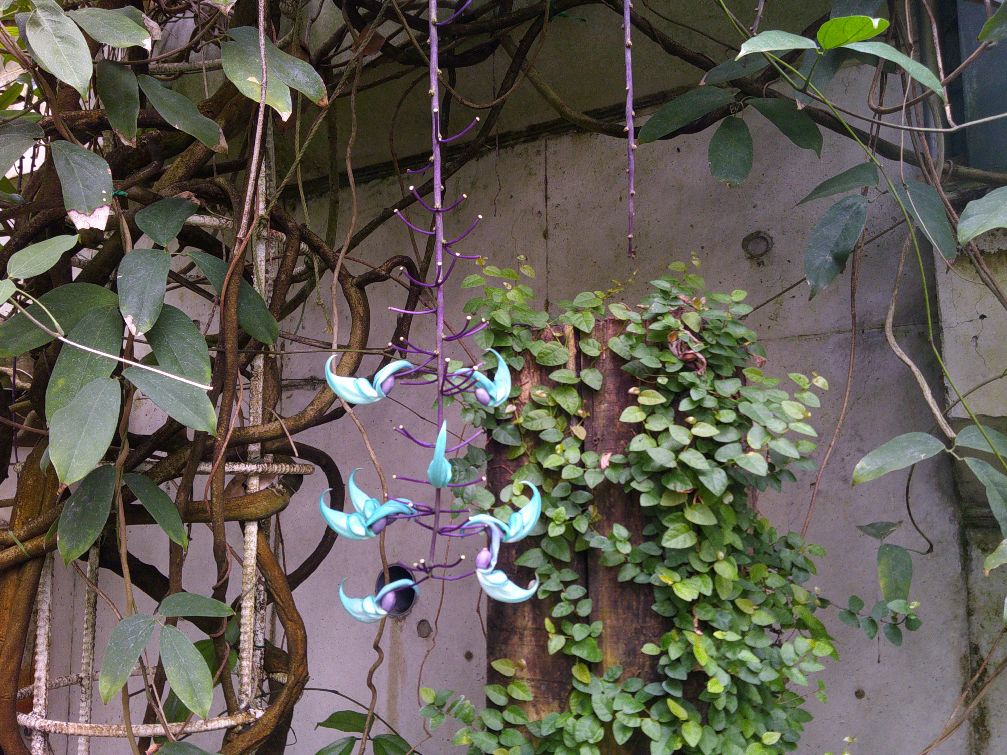 写真：大温室のヒスイカズラ