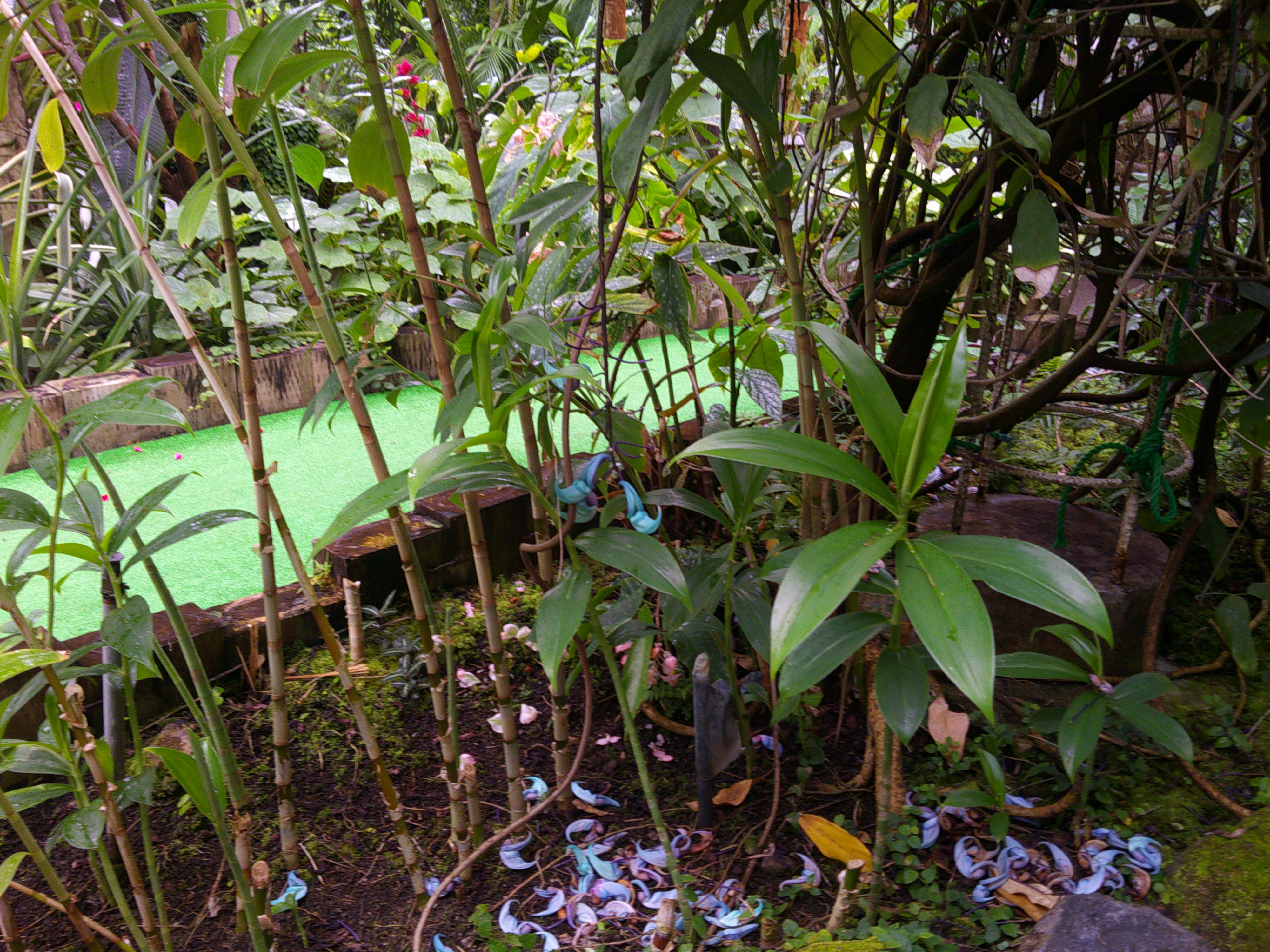 写真：大温室のヒスイカズラ２