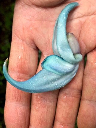 写真：ヒスイカズラの花の拡大写真（過去）