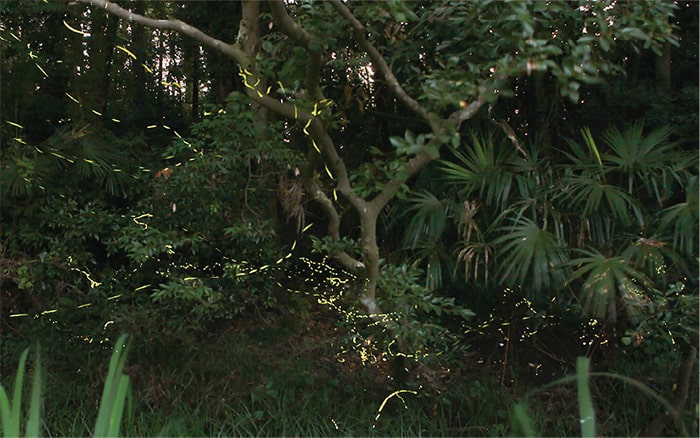 画像：いちかわのホタル