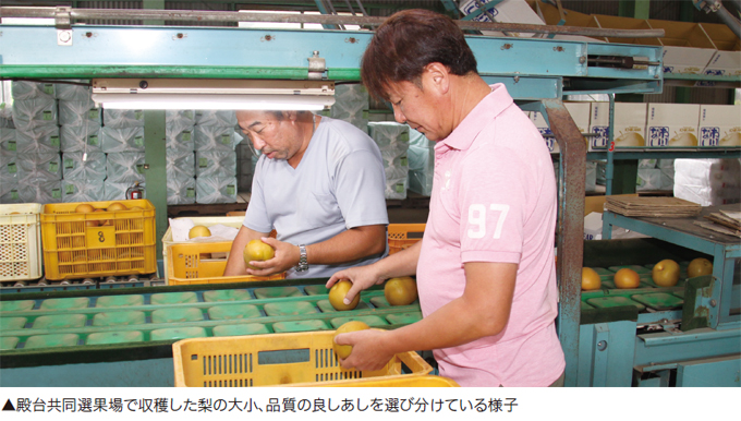 殿台共同選果場で収穫した梨の大小、品質の良しあしを選び分けている様子