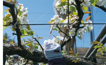 交配（4月上旬 花が咲いてから2週間）の画像2