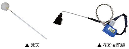 交配（4月上旬 花が咲いてから2週間）の画像1