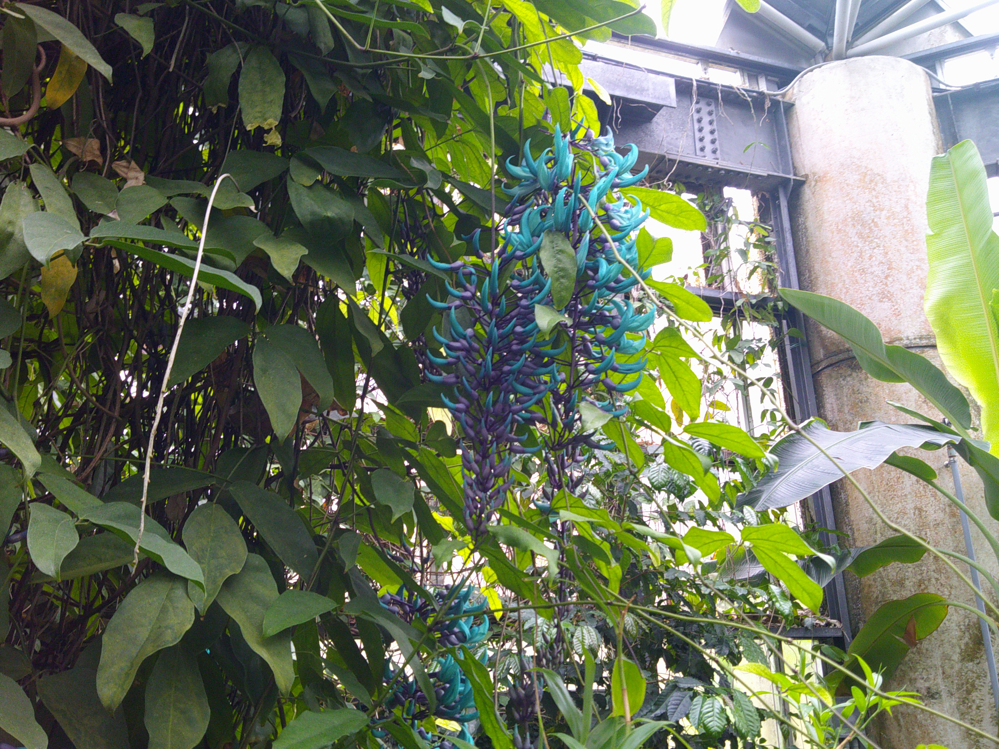 写真：大温室のヒスイカズラ２