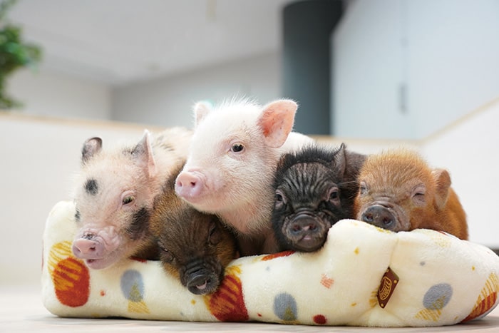 動植物園は今年で35周年の画像