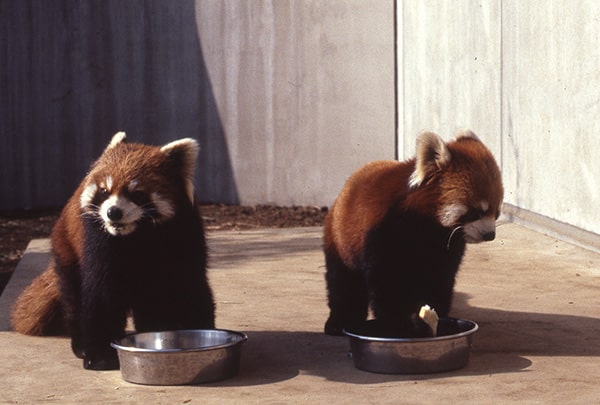 （左）誠誠／（右）真真の画像