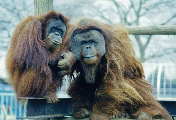 （左）スーミー／（右）イーバンの画像