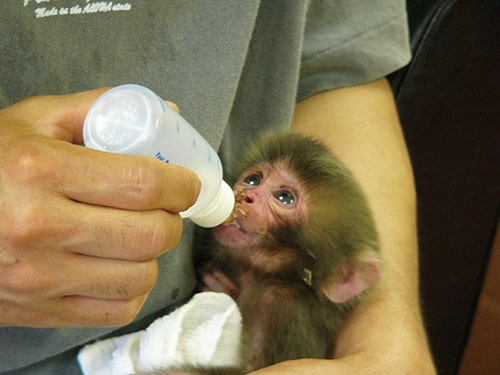 ニホンザル、オトメの人工哺育（ほいく）の画像1