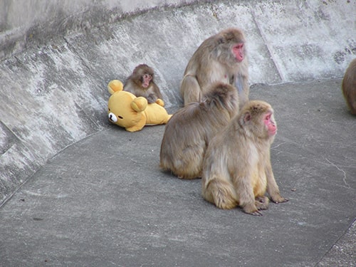 ニホンザル、オトメの人工哺育（ほいく）の画像2