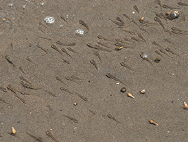 マハゼの子どもの写真