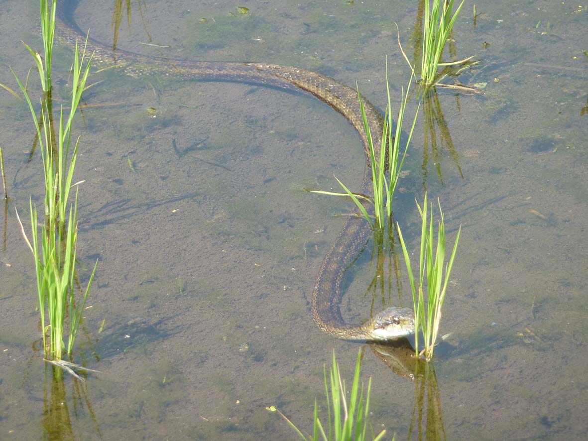 アオダイショウの写真