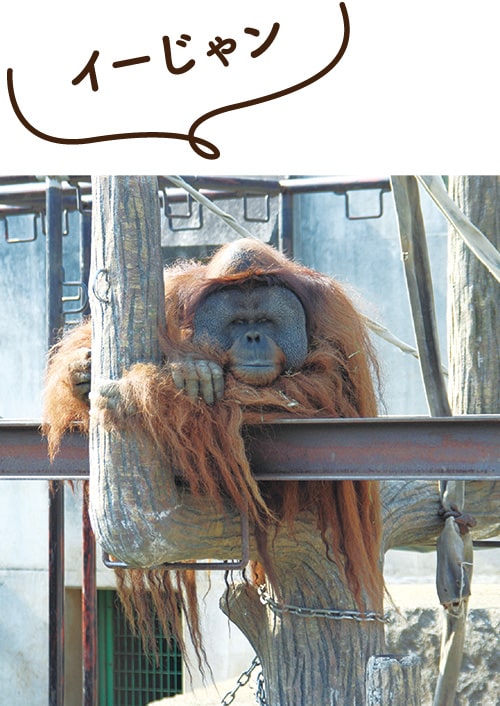 画像：スマトラオランウータンのイーバン
