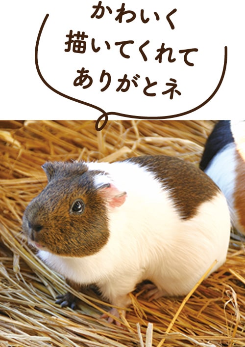 画像：テンジクネズミのジンジャー