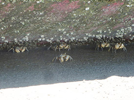 アシハラガニの写真