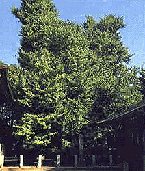 葛飾八幡宮の千本公孫樹