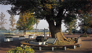 大ケヤキの下にある下総総社跡の碑の画像