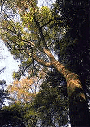 力強く空へ伸びるハリギリの画像