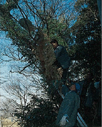 写真で見る祭事の画像8