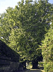 樹勢盛んな2本の大イチョウの画像