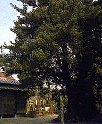 古木の趣があるマキの画像