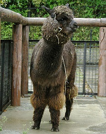 チャッピーの画像