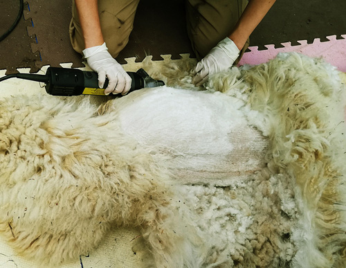 毛刈りの様子の画像