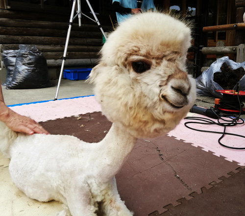 毛刈り中のマシュの画像