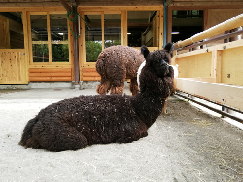 おはぎ 冬バージョンの画像