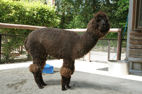 チャッピー 冬バージョンの画像