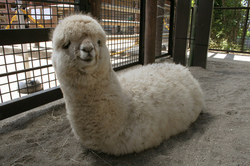 マシュ 冬バージョンの画像