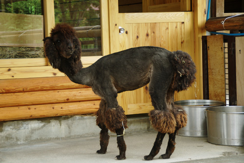 チャッピー 夏バージョンの画像