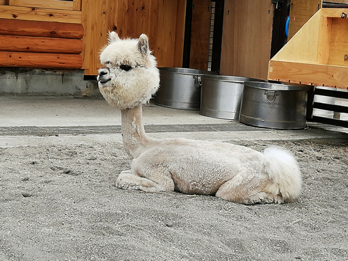 マシュ 夏バージョンの画像