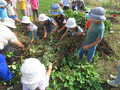 畑で収穫の画像